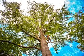 Best Tree Trimming and Pruning  in Security Widefield, CO