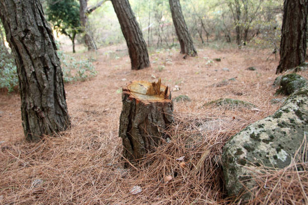 Best Tree Disease Treatment  in Security Widefield, CO