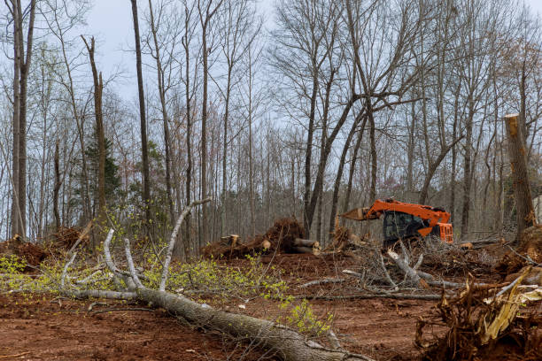 Best Fruit Tree Pruning  in Security Widefield, CO