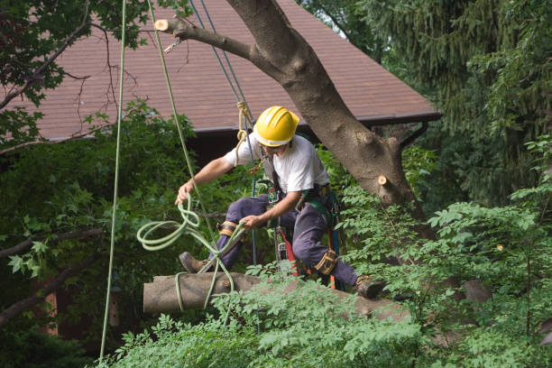 Best Commercial Tree Services  in Security Widefield, CO