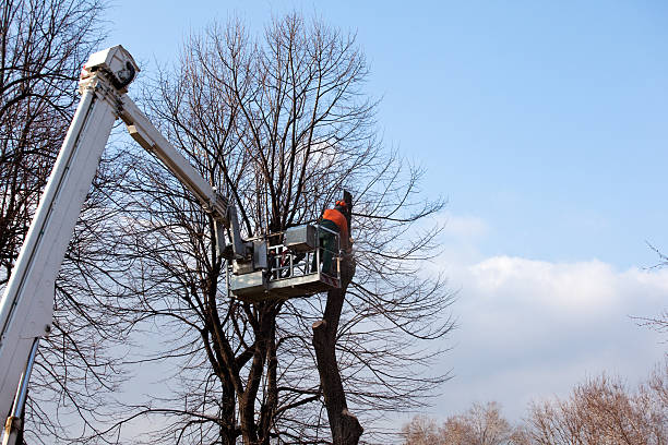 How Our Tree Care Process Works  in  Security Widefield, CO